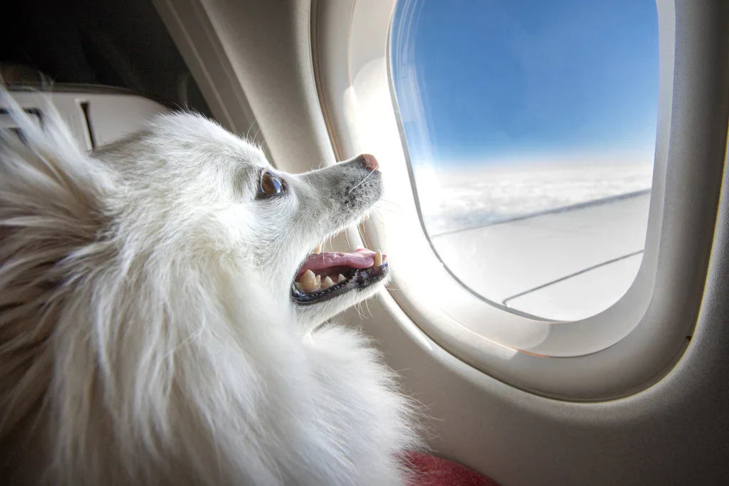 Comment prendre l'avion avec un animal de compagnie