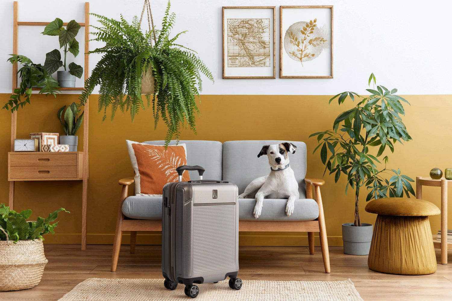 Dog sitting in a yellow living room with a carry-on suitcase
